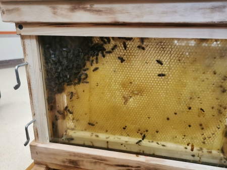 Warsztaty pszczelarskie w oddziale przedszkolnym i klasach I - IV
