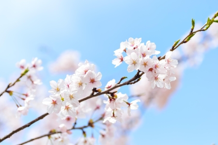 W kraju kwitnącej wiśni - niezwykłe lekcje o Japonii w klasach VIII